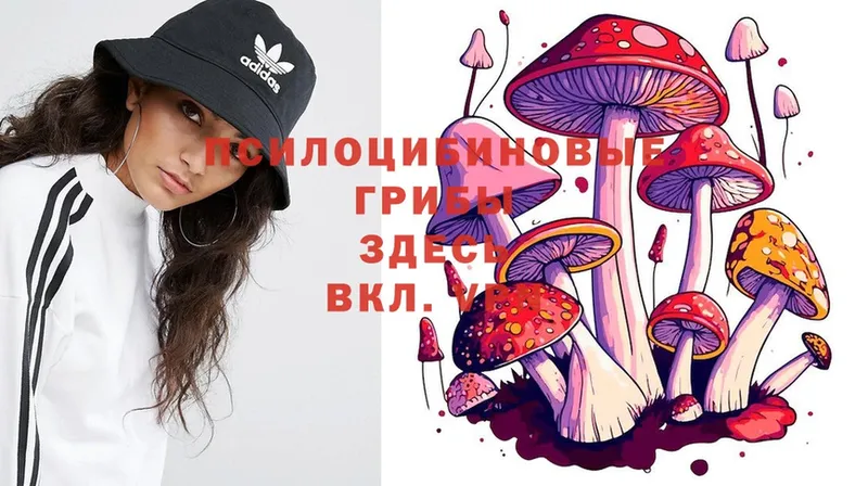 Псилоцибиновые грибы Cubensis  Бежецк 